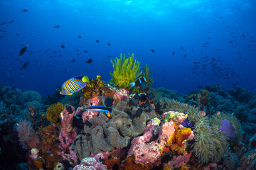 Fototapeta na wymiar Anemone clownfish swimming above coral reef in Papua New Guinea