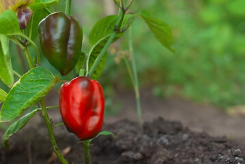 Red bell pepper growing on the ground in the garden