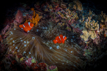 Pair of spinecheek clownfish swim around their anemone (Premnas biaculeatus)
