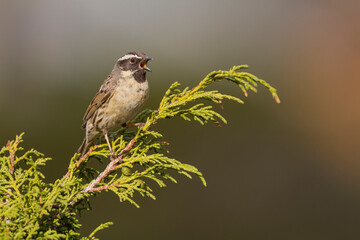 Naklejka premium Zwartkeelheggenmus, Black-throated Accentor, Prunella atrogularis huttoni