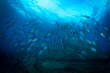 Fototapeta na wymiar Silhouette of scuba diver swimming with school of barracuda 