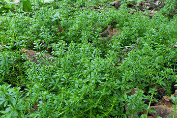 green grass background with dried leaves
