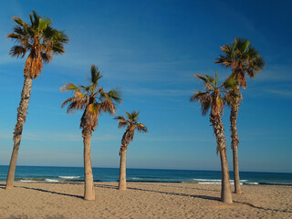 Obraz na płótnie Canvas Palmeras en una playa paradisiaca / Palm trees on a paradisiacal beach