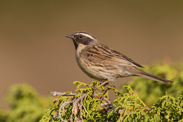 Zwartkeelheggenmus, Black-throated Accentor, Prunella atrogularis huttoni