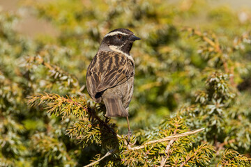 Zwartkeelheggenmus, Black-throated Accentor, Prunella atrogularis huttoni
