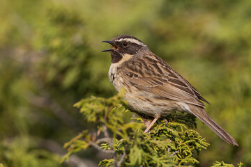 Zwartkeelheggenmus, Black-throated Accentor, Prunella atrogularis huttoni