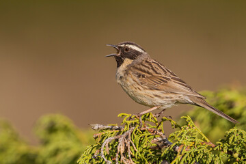 Zwartkeelheggenmus, Black-throated Accentor, Prunella atrogularis huttoni