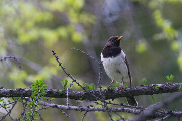 Zwartkeellijster, Black-throated Thrush, Turdus atrogularis