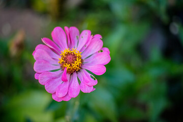 cosmos flower