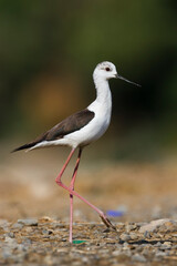 Steltkluut, Black-winged Stilt, Himantopus himantopus