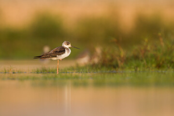 Steltkluut, Black-winged Stilt, Himantopus himantopus