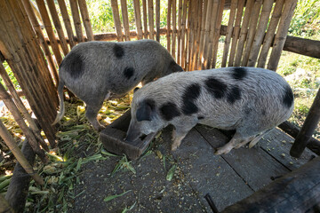 close up black native indigenous pig in simply stall