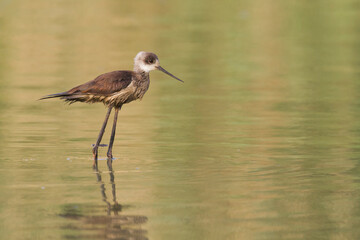 Steltkluut, Black-winged Stilt, Himantopus himantopus