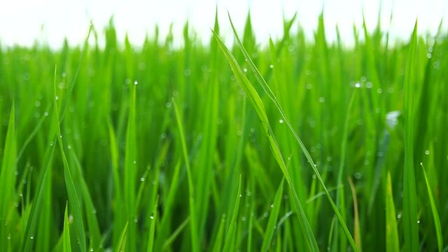 Dew drops on the paddy leaves at Alor Setar, Malaysia.