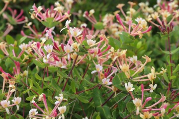 Lonicera etrusca (Etruscan honeysuckle)