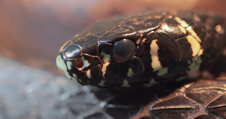 Spilotes pullatus, commonly known as the caninana,chicken snake,yellow rat snake, or serpiente tigre, is a species of large nonvenomous colubrid snake endemic to warmer parts of the Americas.