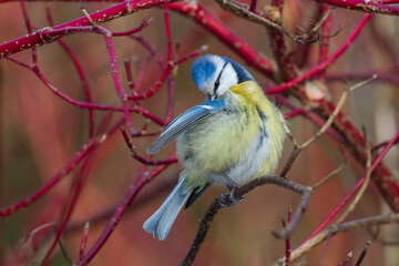 Pimpelmees, Blue Tit, Cyanistes caeruleus caeruleus