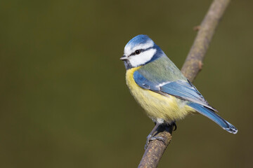 Obraz premium Pimpelmees, Blue Tit, Cyanistes caeruleus caeruleus