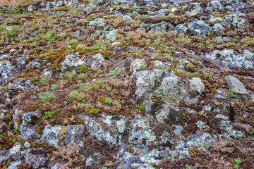 Fototapeta premium Moss and lichen, spring view taken at the amazing Devil's Canyon natural phenomenon in Bulgaria, also known as Sheytan Dere near Studen Kladenetz reservoir in Rhodope Mountain. Wonderful green waters