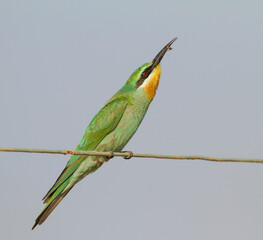 Groene Bijeneter, Blue-cheeked Bee-eater, Merops persicus persicus