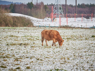 Fototapeta premium Young Cow Bull Grazing Eating in Snow on Farmland in Winter with building site behind the field.