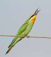 Groene Bijeneter, Blue-cheeked Bee-eater, Merops persicus persicus