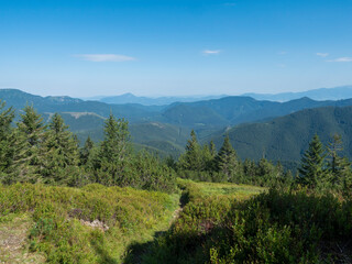 Obraz premium spruce tree forest, scrub pine and mountain meadow with view of blue green hills of Low Tatras mountains ridge. Summer landscape