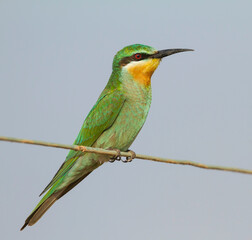 Groene Bijeneter, Blue-cheeked Bee-eater, Merops persicus persicus