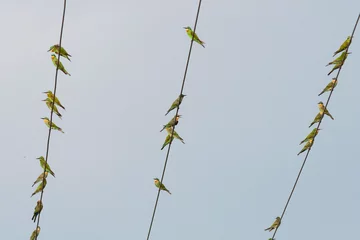 Fotobehang Groene Bijeneter, Blue-cheeked Bee-eater, Merops persicus © AGAMI