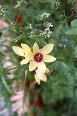 Sparaxis, ixia Yellow Giant, Ixia 'Marquette, Ixia 'Yellow Emperor',   harlequin flower, wandflower, corn lilies, South African native bulb plant