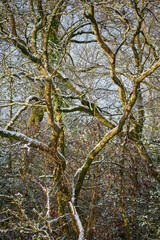 Bare leafless snow covered deciduous trees and bushes on a cold January day in the background.