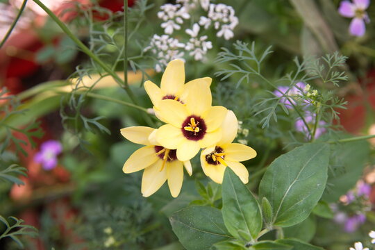 Sparaxis, ixia Yellow Giant, Ixia 'Marquette, Ixia 'Yellow Emperor',   harlequin flower, wandflower, corn lilies, South African native bulb plant