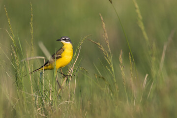 Gele Kwikstaart, Blue-headed Wagtail, Motacilla flava flava