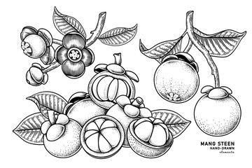Set of mangosteen fruit hand drawn elements botanical illustration