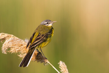 Gele Kwikstaart, Blue-headed Wagtail, Motacilla flava flava