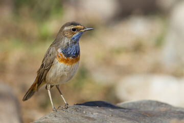 Blauwborst, Bluethroat, Cyanecula svecica