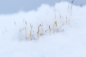 A low angle close-up shot of beautiful snow textures with a few dry grass branches growing from below