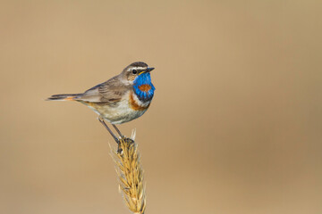 Roodsterblauwborst, Red-spotted Bluethroat, Cyanecula svecica pallidogularis