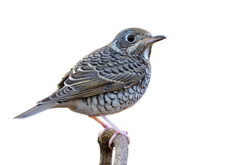 chubby camouflage white and black stripe bird on wooden branch isolate on white background