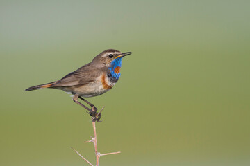 Fototapeta premium Roodsterblauwborst, Red-spotted Bluethroat, Cyanecula svecica pallidogularis