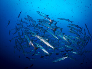Obraz premium Schooling group of barracuda over coral reef in Papua New Guinea