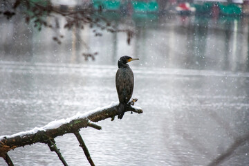 First snow 2021 - Aachen germany