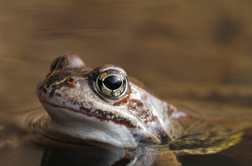 Common frog, Rana temporaria, in water in Finland.