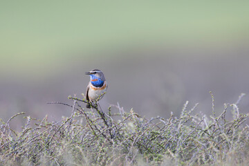 Roodsterblauwborst, Red-spotted Bluethroat, Cyanecula svecica saturatior