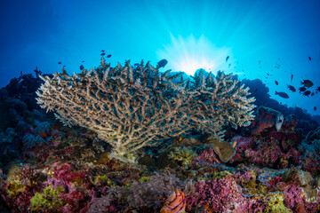 Fototapeta na wymiar Sunshine's through the water above beautiful coral reef 