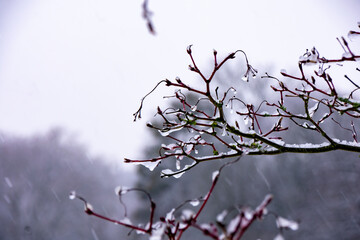 First snow 2021 - Aachen germany