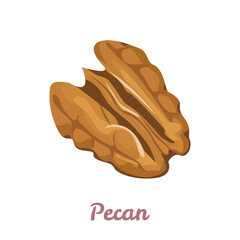 Pecan nut vector illustration, icon. Cartoon flat style.