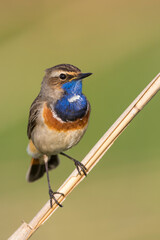 Blauwborst, White-spotted Bluethroat, Cyanecula svecica cyanecula