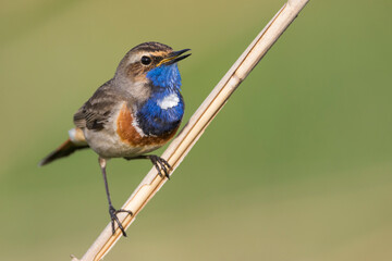 Blauwborst, White-spotted Bluethroat, Cyanecula svecica cyanecula