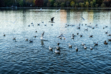 Gulls and wild ducks swimming in the lake water. Titan park, Bucharest, Romania.
